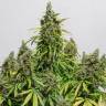 Auto Dedoverde Haze feminised Ganja Seeds