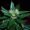 семена конопли Auto Dedoverde Haze feminised Ganja Seeds