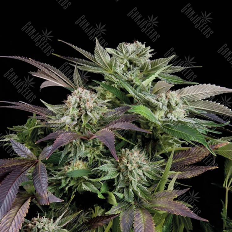 семена конопли скороспелый купить Auto Blueberry feminised Trikoma Seeds