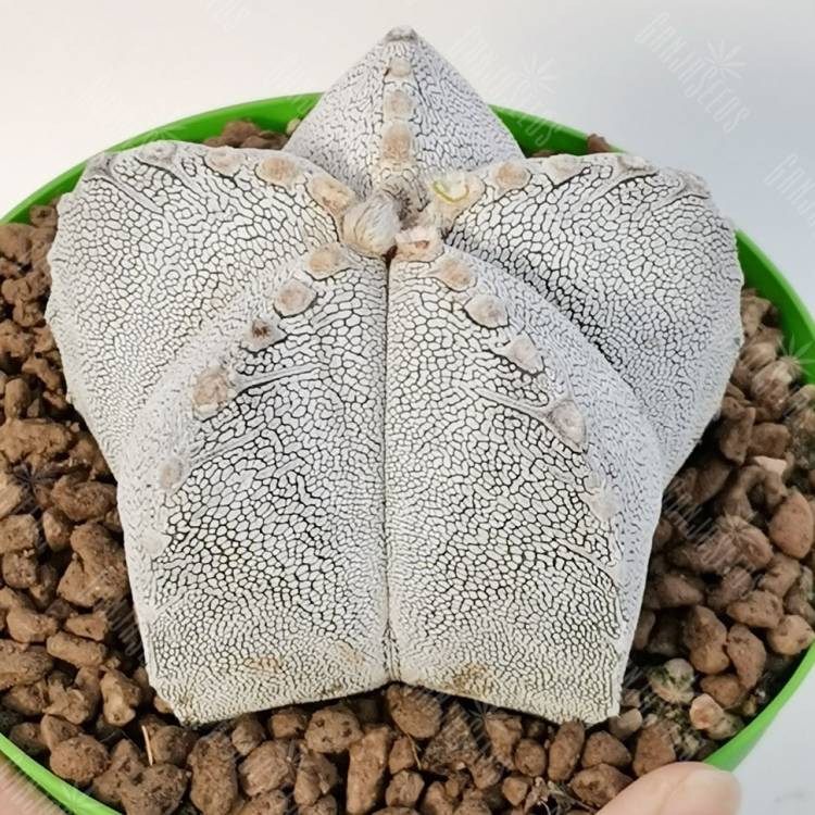 Семена кактуса Astrophytum myriostigma MIX