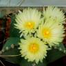 Качественные семена кактуса Astrophytum myriostigma MIX