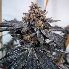 Dos-Si-Dos feminised Ganja Seeds