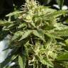 семена конопли в интернете Shaman feminised