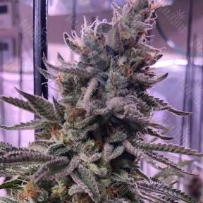 Hawai feminised Ganja Seeds