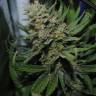 Auto Super Sweet feminised Ganja Seeds