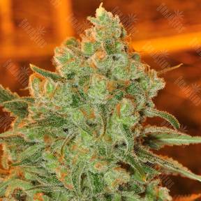 Auto Super Sweet feminised Ganja Seeds