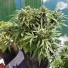 White Widow feminised Dutch Passion Seeds