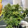 White Widow feminised Dutch Passion Seeds