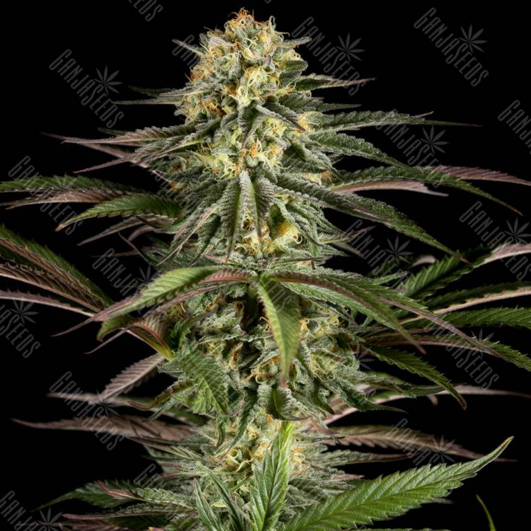 Kush'N'Cheese feminised Dinafem Seeds