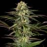 Kush'N'Cheese feminised Dinafem Seeds