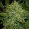 Kush'N'Cheese feminised Dinafem Seeds
