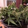 конопля семена сорта заказать Auto Irtysh feminised Bang Seeds