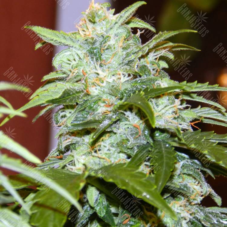 мощные семена конопли Auto Irtysh feminised Bang Seeds