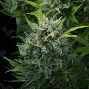 Auto White Chere regular Ganja Seeds