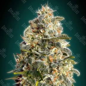 Heavy Bud feminised Advanced Seeds