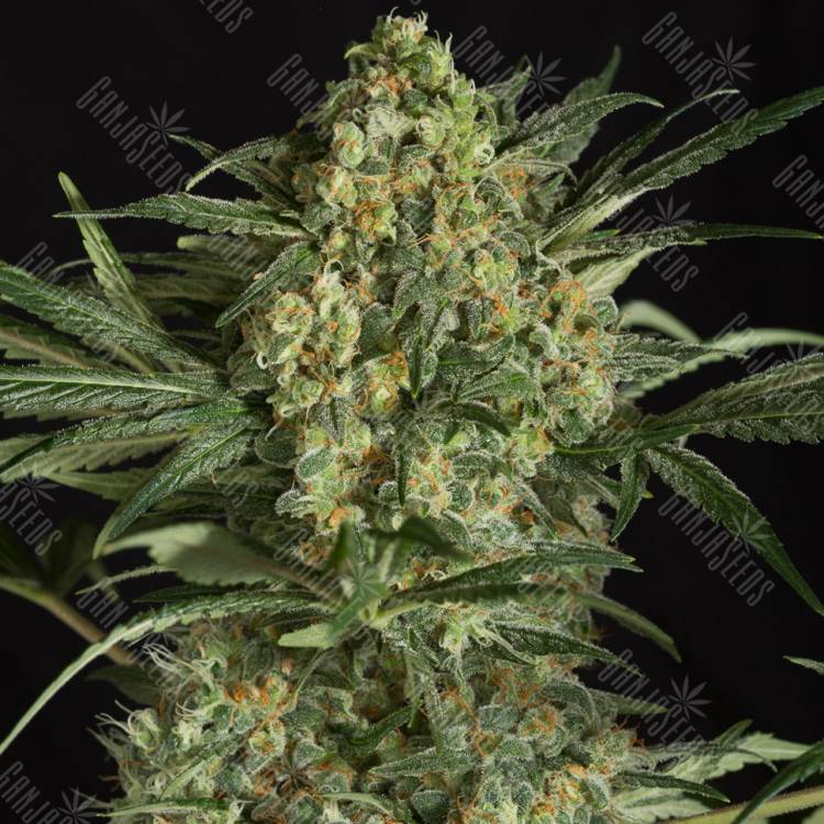 урожайные семена конопли Critical + 2.0 feminised Dinafem Seeds
