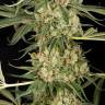 семена конопли в оригинальных упаковках Critical + 2.0 feminised Dinafem Seeds