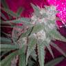 семена конопли автоцвет Auto SnowStorm #2 feminised Dutch Passion Seeds