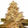 семена конопли автоцвет Auto Kush feminised Female Seeds