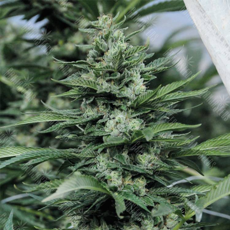 где заказать семена конопли Sour Diesel #2 regular Humboldt Seeds