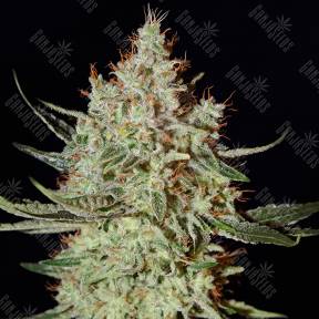 K-Train feminised Ganja Seeds