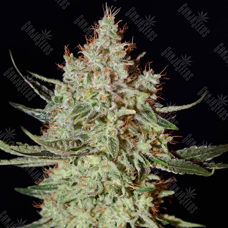 качественные семена конопли K-Train feminised Ganja Seeds