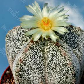 Astrophytum myriostigma cv. Onzuka