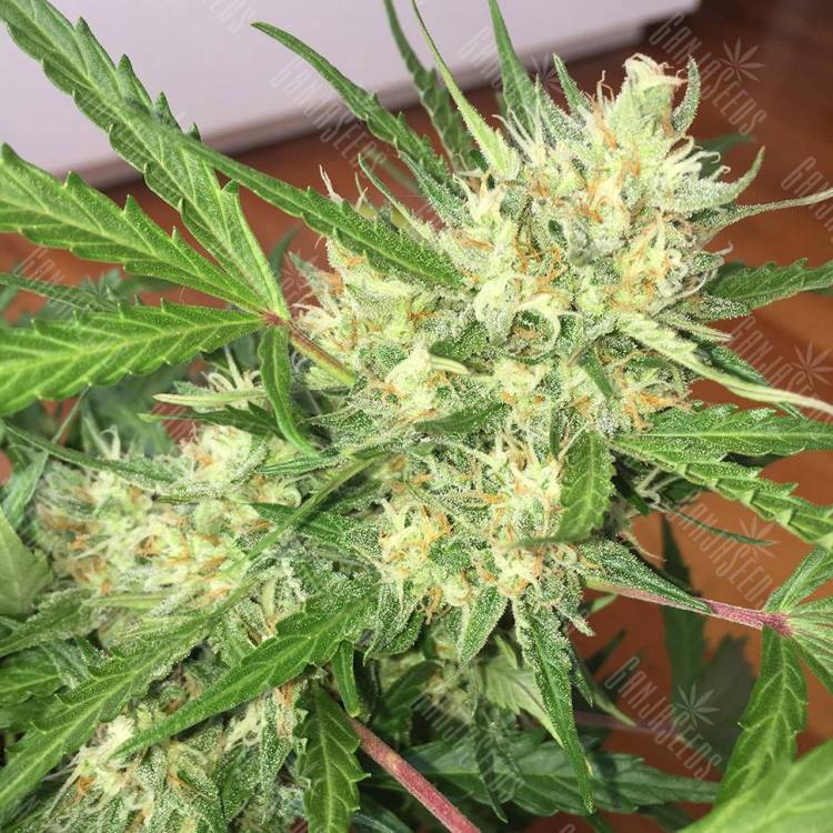 семена конопли наложенным платежом Auto Cheese feminised GanjaLiveSeeds