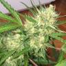 семена конопли наложенным платежом Auto Cheese feminised GanjaLiveSeeds