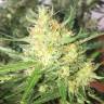 семена конопли почтой Auto Cheese feminised GanjaLiveSeeds