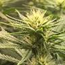 где можно заказать семена конопли Auto Fruit feminised