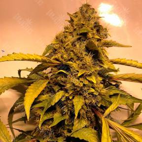 Beyond the Brain regular Mandala Seeds