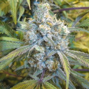 Auto Super Silver Haze feminised Ganja Seeds