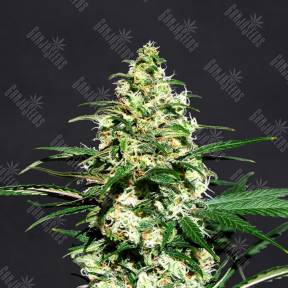 Auto Exodus Cheese CBD feminised Green House Seeds