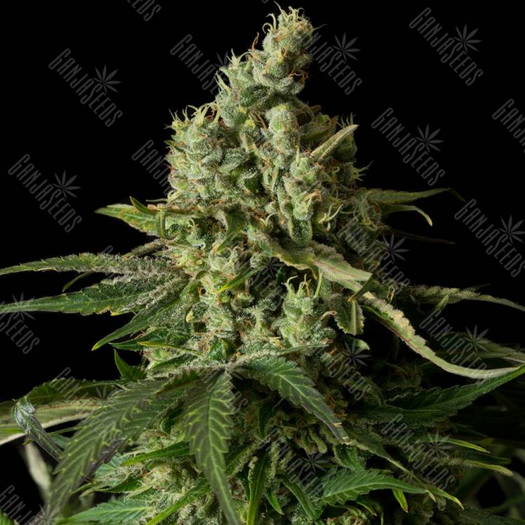 Moby Dick feminised Dinafem Seeds