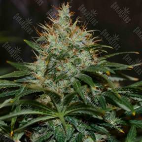 Nibiru regular Ganja Seeds