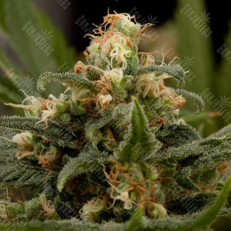 заказ семян конопли Industrial Plant feminised Dinafem Seeds