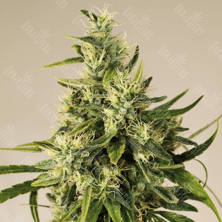 заказать на сайте семена конопли Trainwreck regular Humboldt Seeds