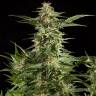 купить семена конопли Auto Lemon CBD feminised Philosopher Seeds