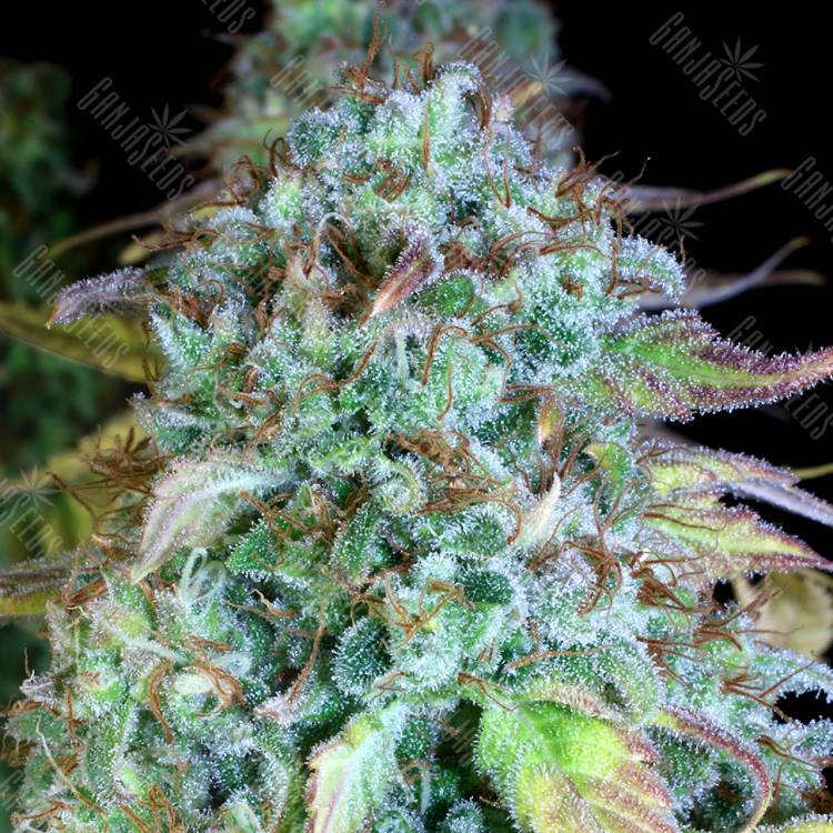 семена конопли Россия Serious Happiness feminised Serious Seeds