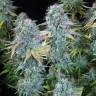 семена индийской конопли Serious Happiness feminised Serious Seeds