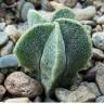 Купить семена кактуса Astrophytum MIX