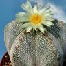 Качественные семена кактуса Astrophytum MIX