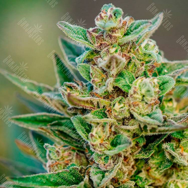 Hell's Angel OG feminised Ganja Seeds