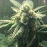 Hell's Angel OG feminised Ganja Seeds