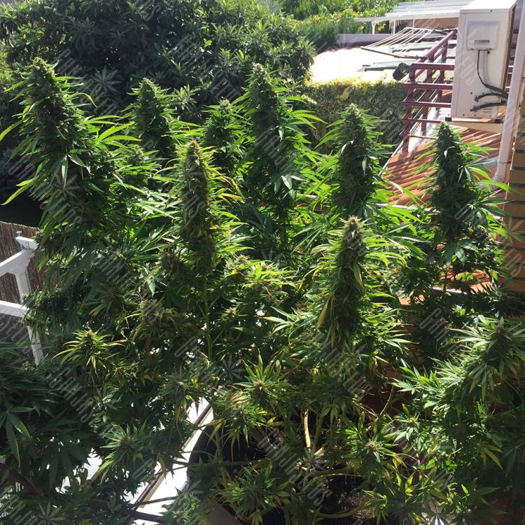 семена конопли марихуаны Blueberry feminised