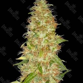 New Moon feminised Ganja Seeds