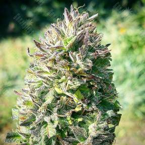 Super Silver feminised Ganja Seeds