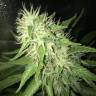 Moby Dick #2 feminised Dinafem Seeds