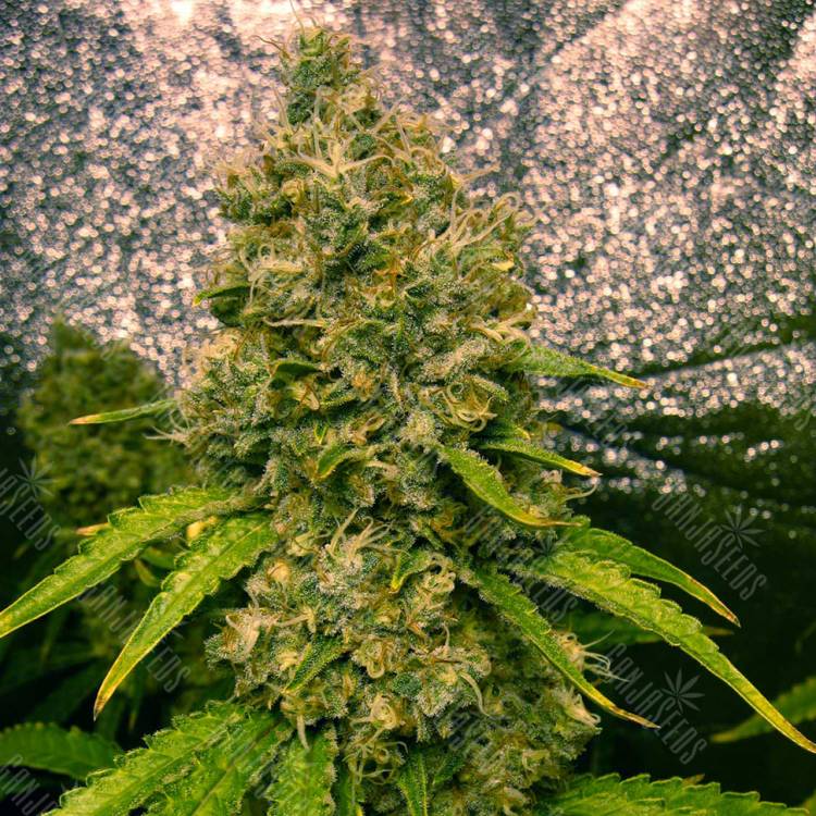 семена конопли в фирменной упаковке Auto Jasybay feminised Bang Seeds